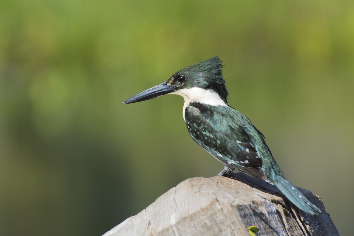 Amazon Kingfisher - João Salvador