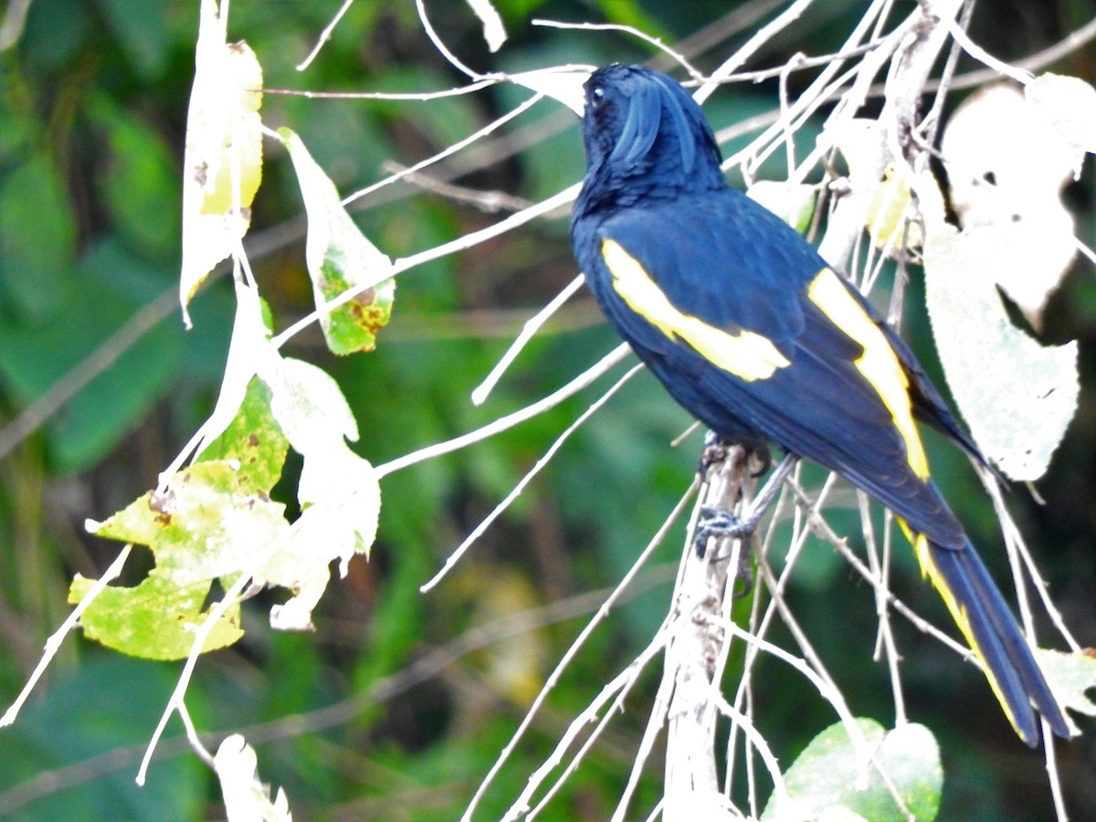 Yellow-winged Cacique - ML232696091