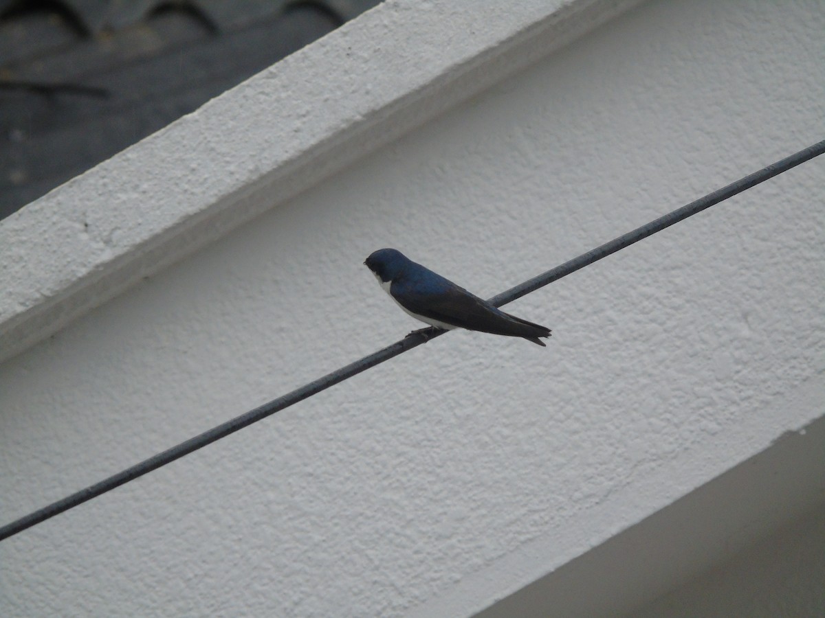 Blue-and-white Swallow - ML232696931