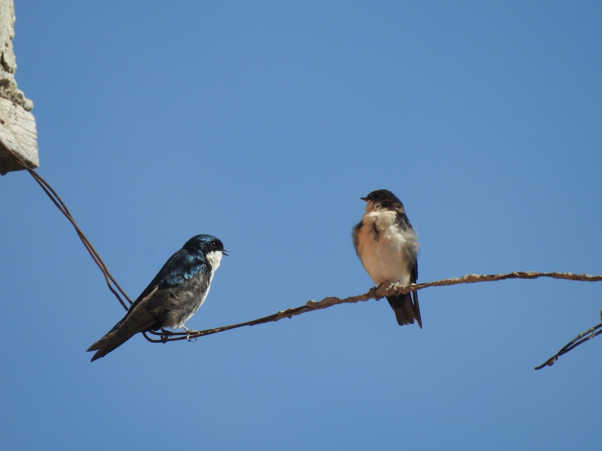 Blue-and-white Swallow - ML232699561