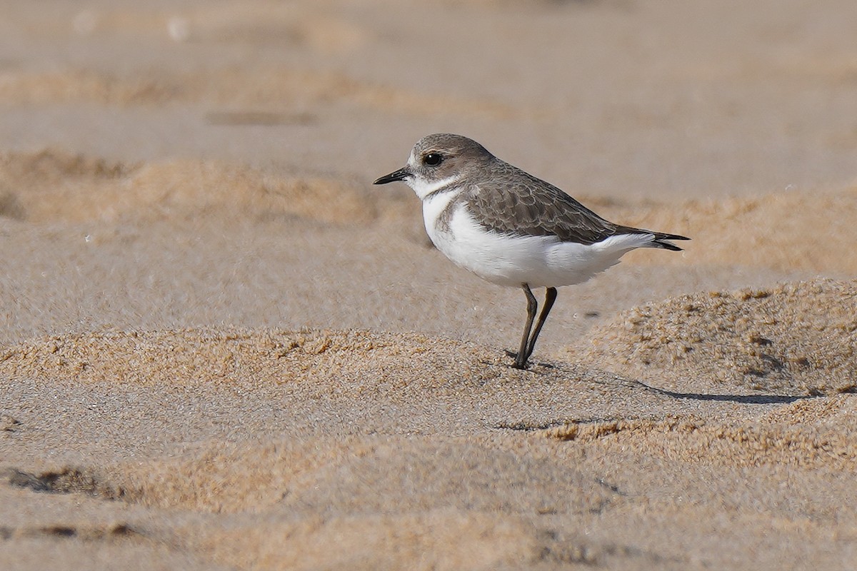 Two-banded Plover - ML232700221