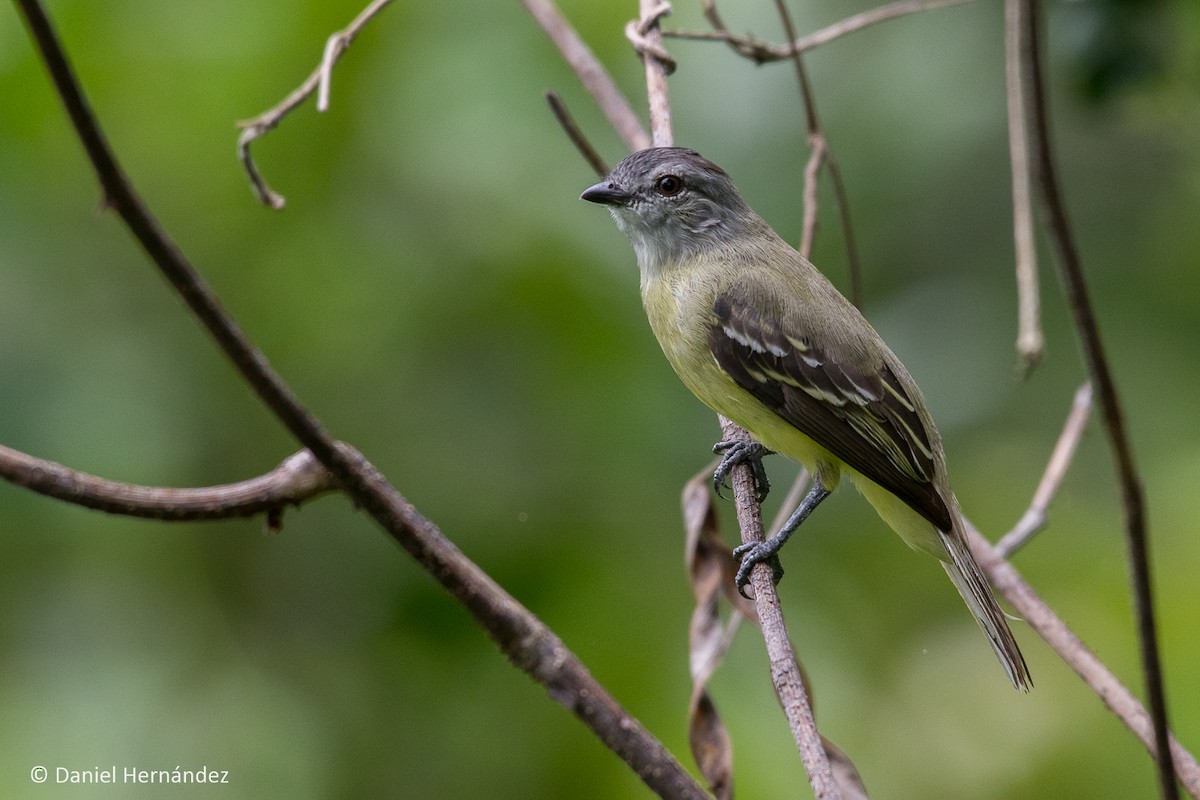 Yellow-crowned Tyrannulet - ML232702561