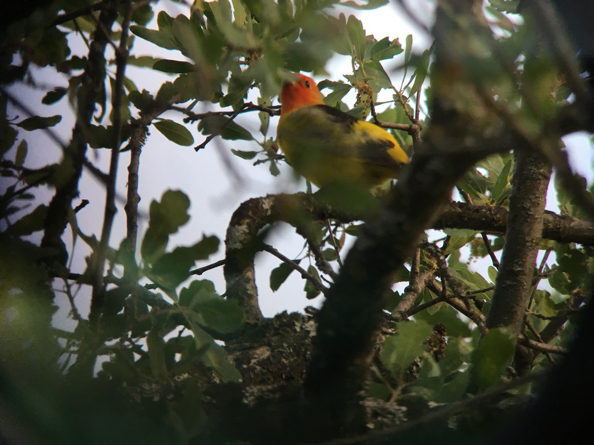 Western Tanager - ML232704781