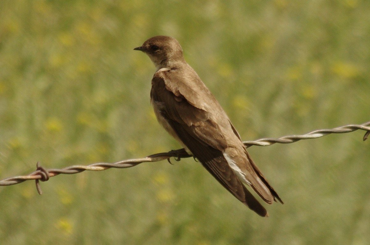 Northern Rough-winged Swallow - ML232705161