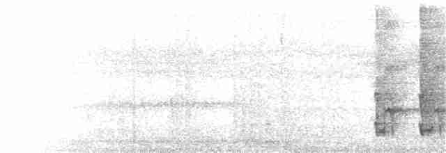 Дятел-смугань білогорлий - ML232705211
