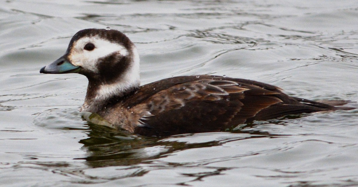 Long-tailed Duck - ML23270601