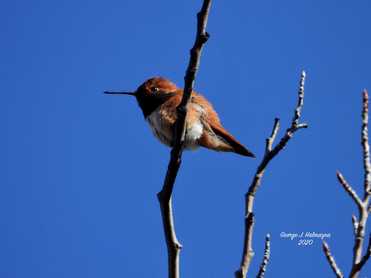 Rufous Hummingbird - ML232706921