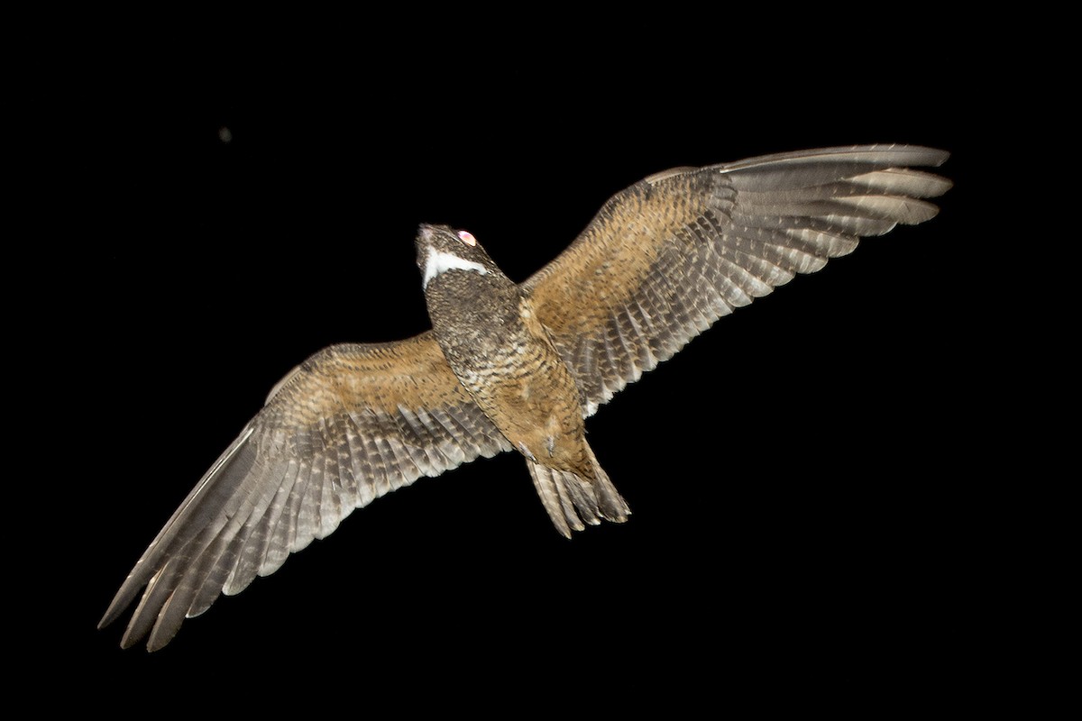 Short-tailed Nighthawk - ML232707701