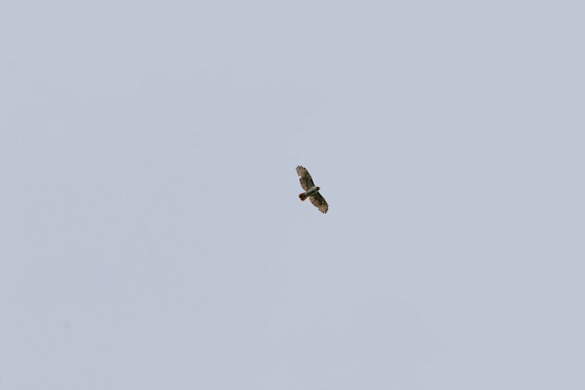 Red-tailed Hawk - ML232709001