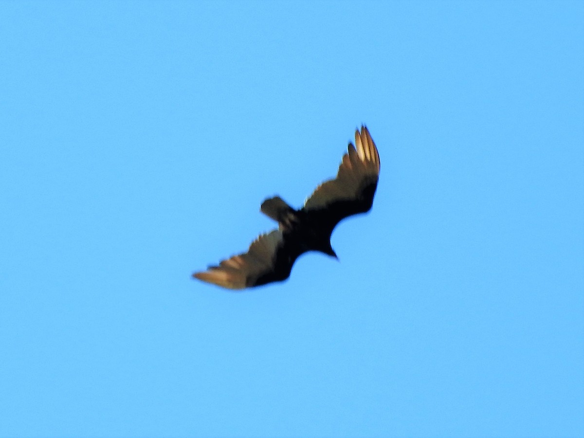 Turkey Vulture - ML232709621