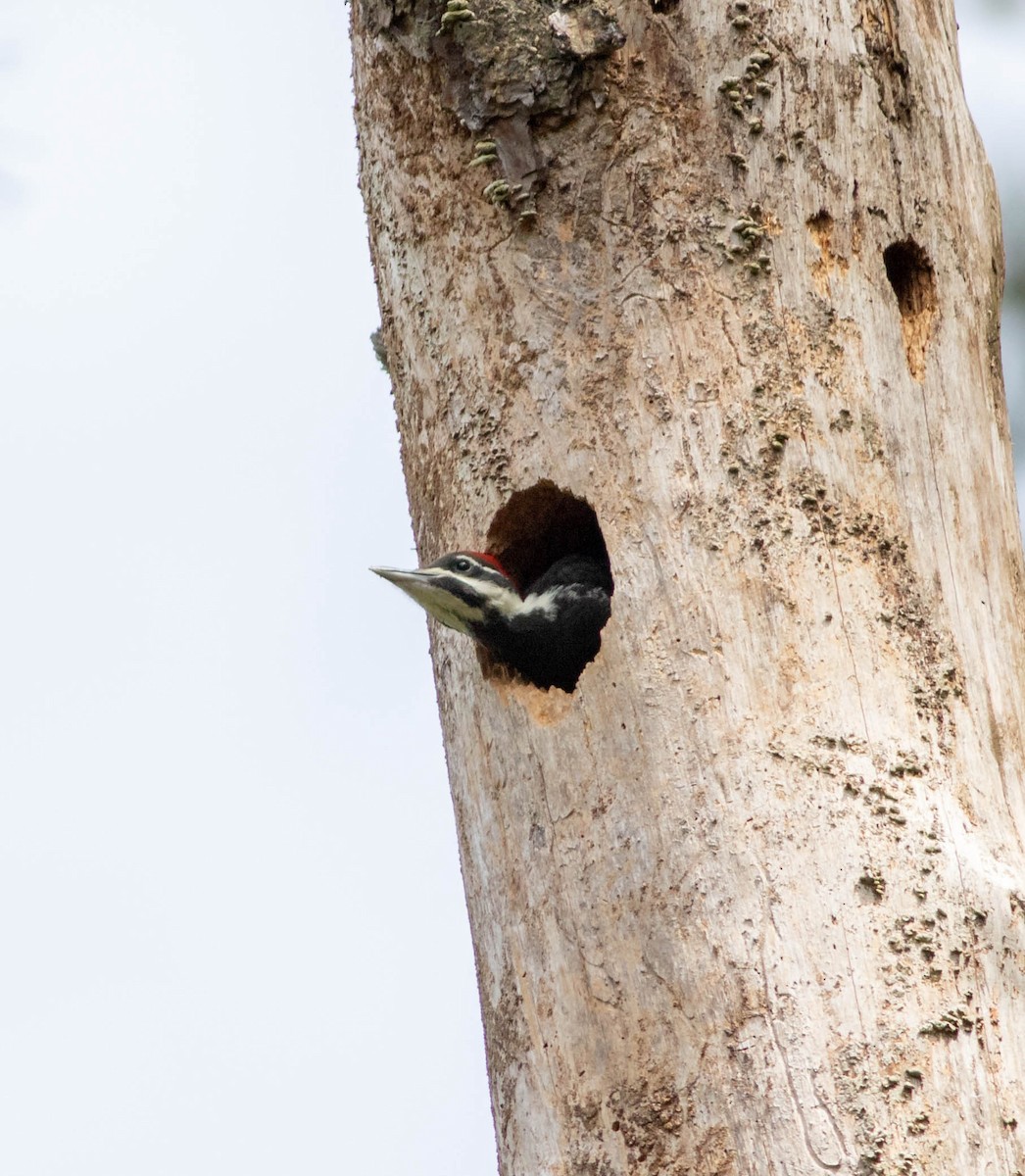 Pileated Woodpecker - ML232709691