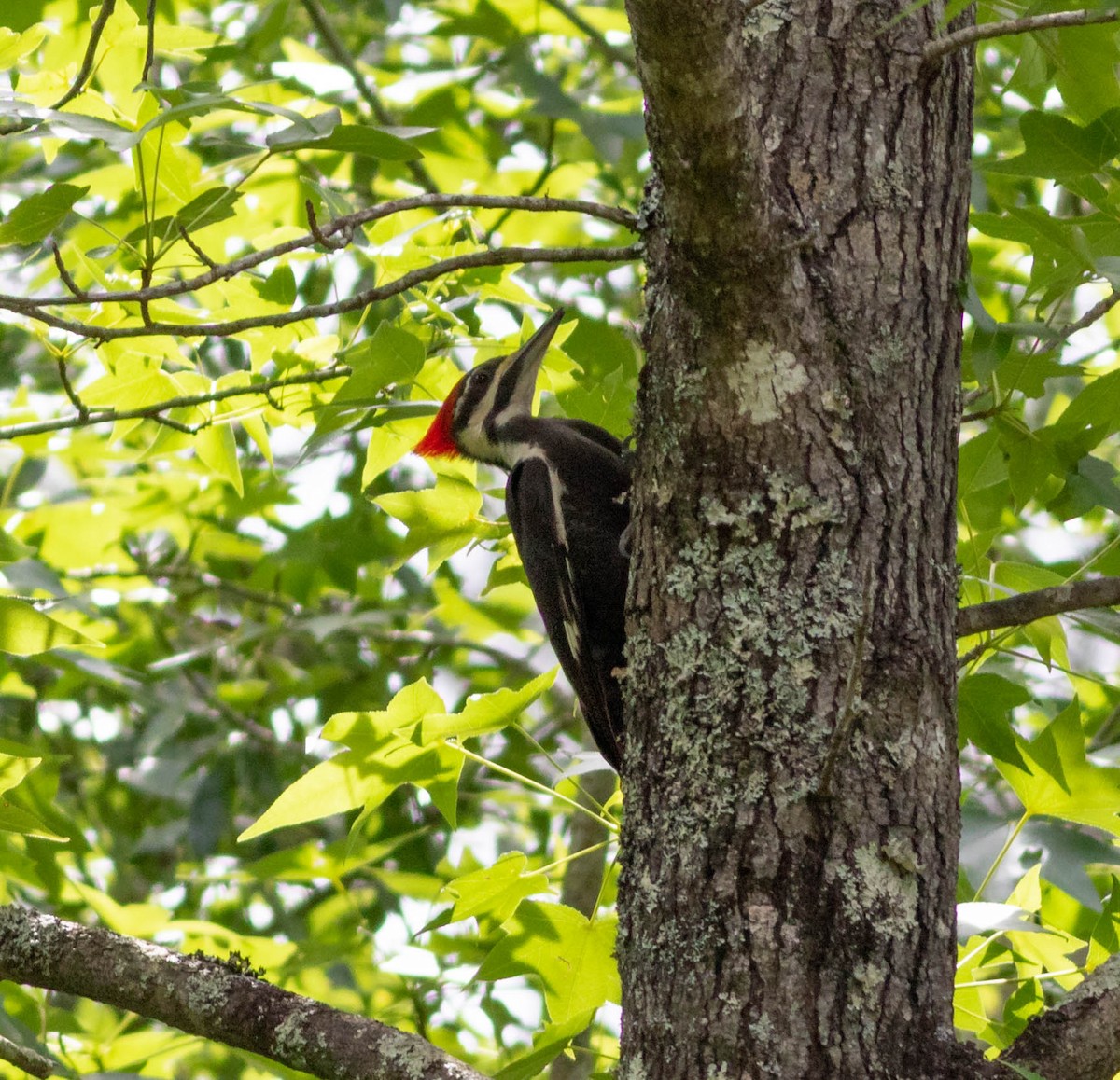 Pileated Woodpecker - ML232709711
