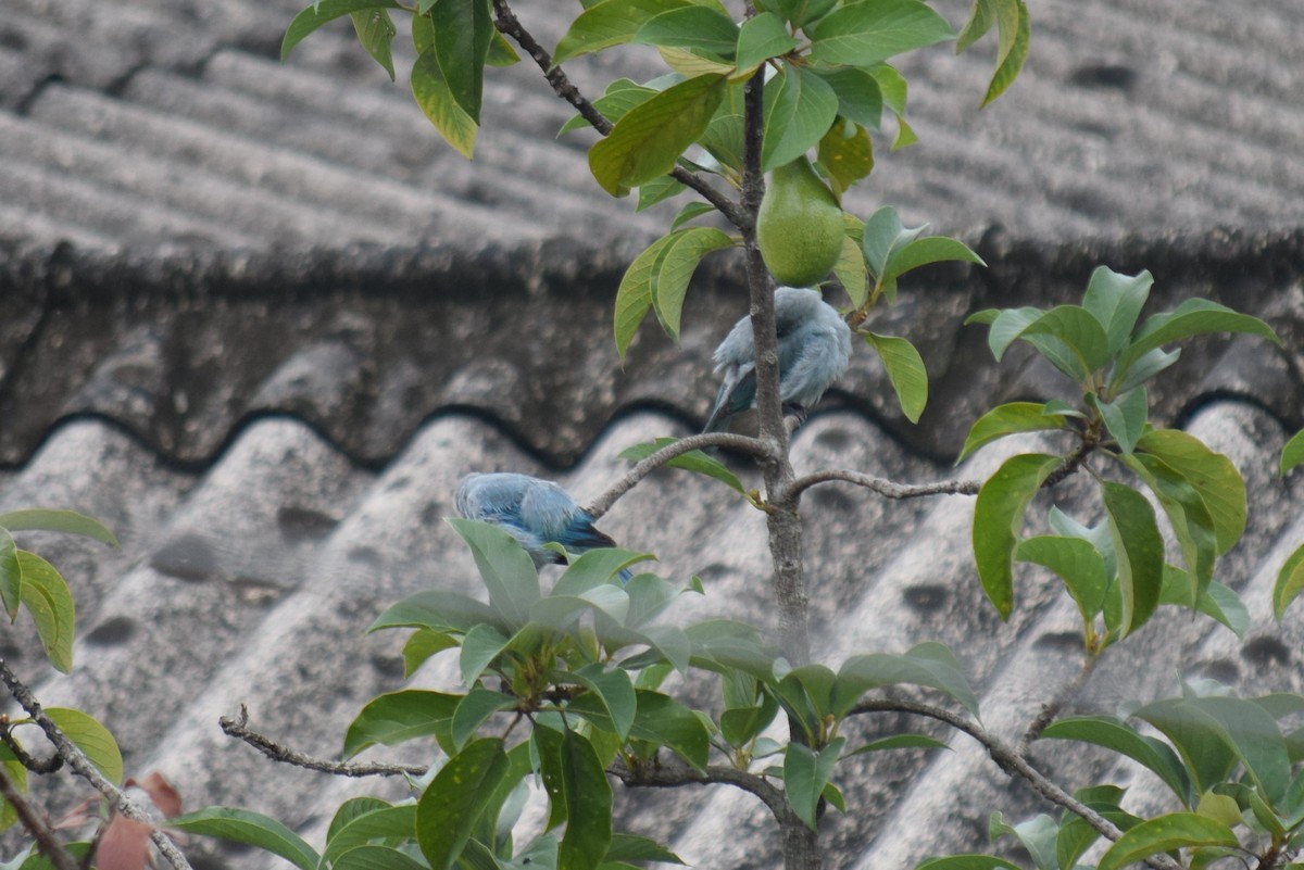 Blue-gray Tanager - ML232709721