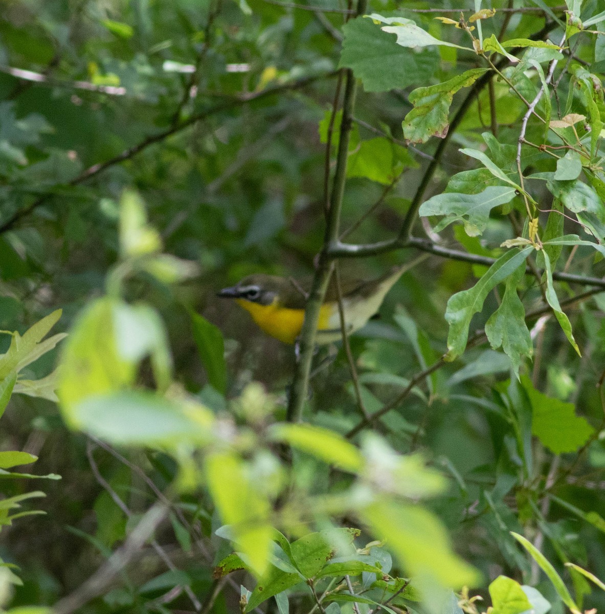 Yellow-breasted Chat - ML232711131