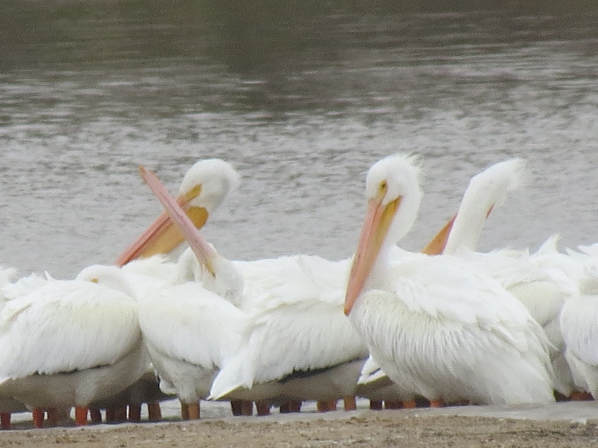 American White Pelican - Lance Runion 🦤
