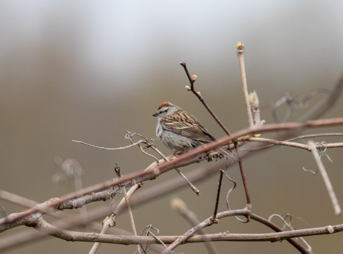 Chipping Sparrow - Phil McNeil