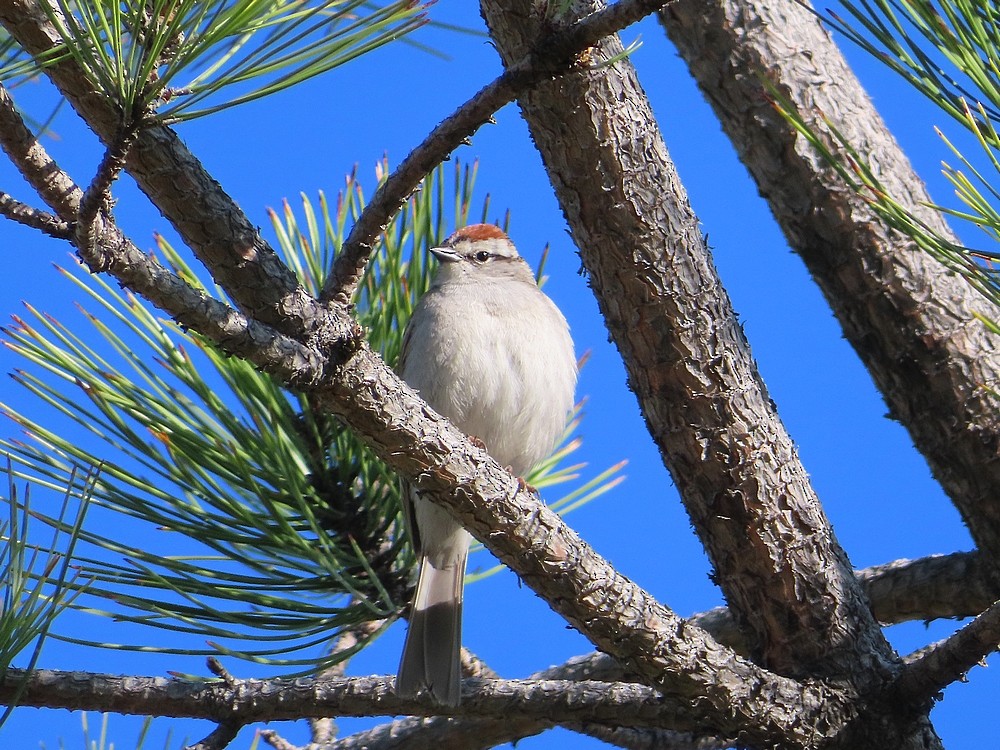 Chipping Sparrow - Bonnie Roemer