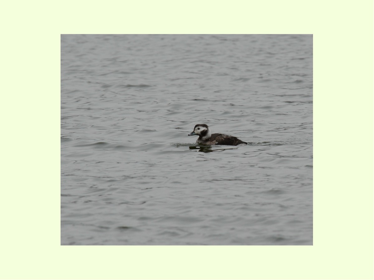 Long-tailed Duck - ML23271411