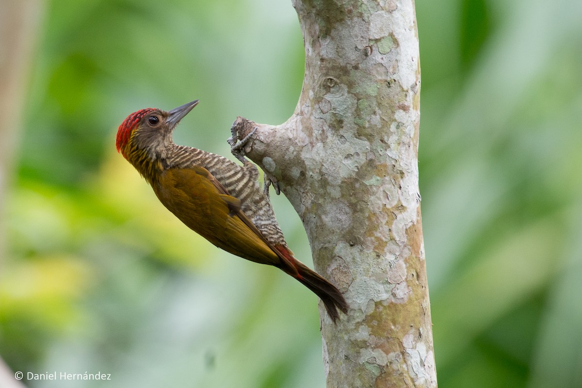 Red-rumped Woodpecker - ML232725041