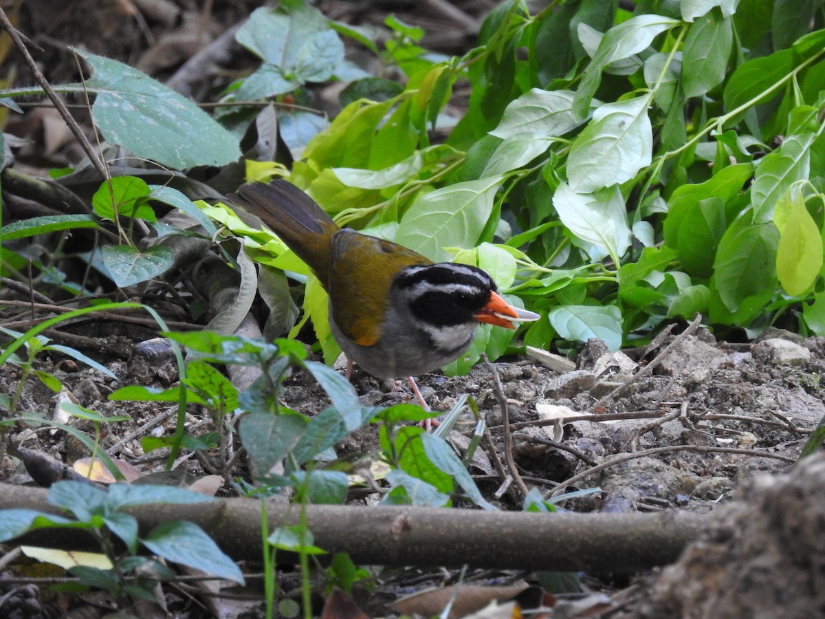 Orange-billed Sparrow - ML232726761