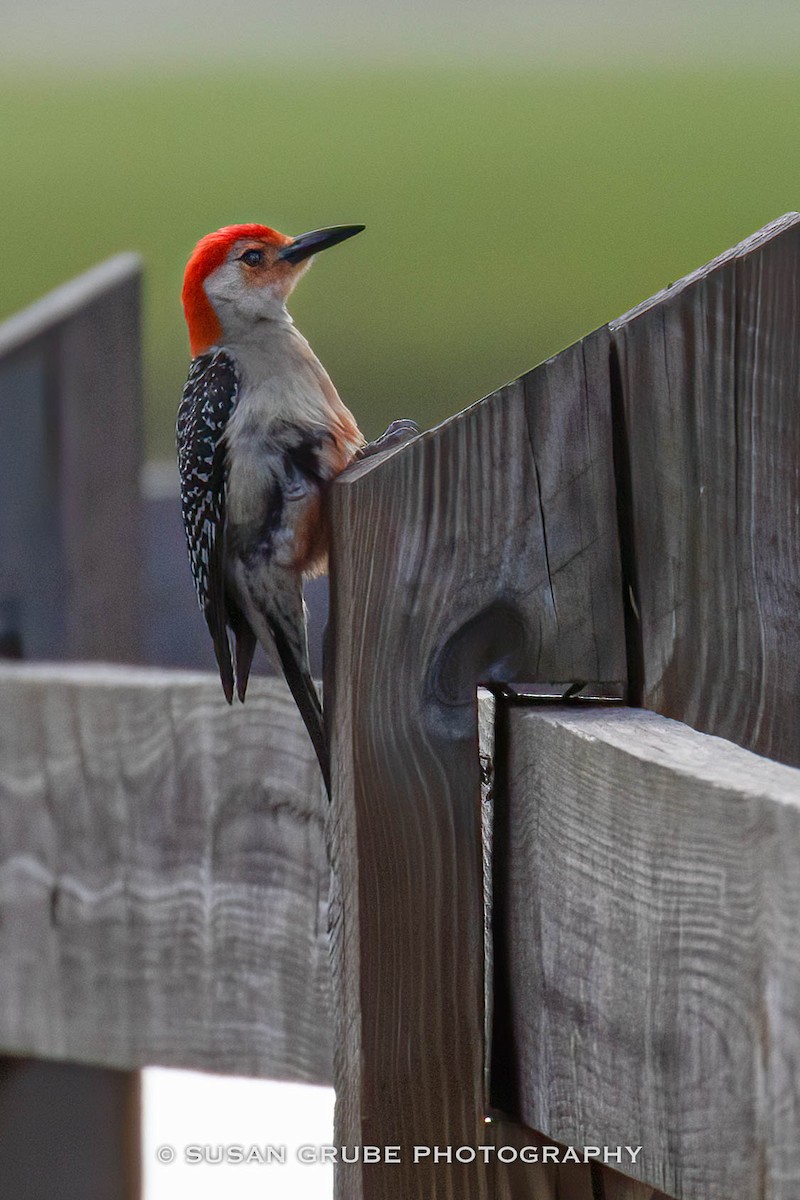 Red-bellied Woodpecker - ML232730771
