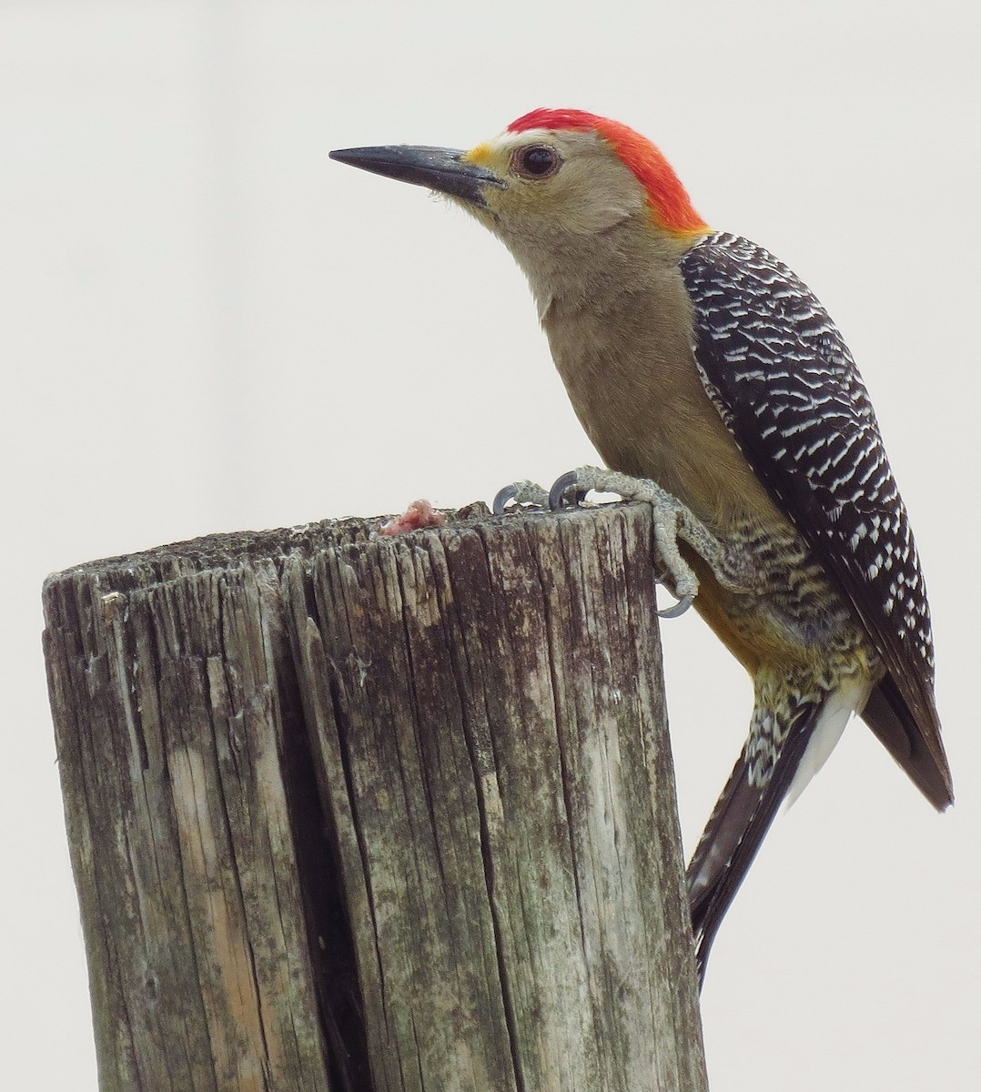 Golden-fronted Woodpecker - ML232738671