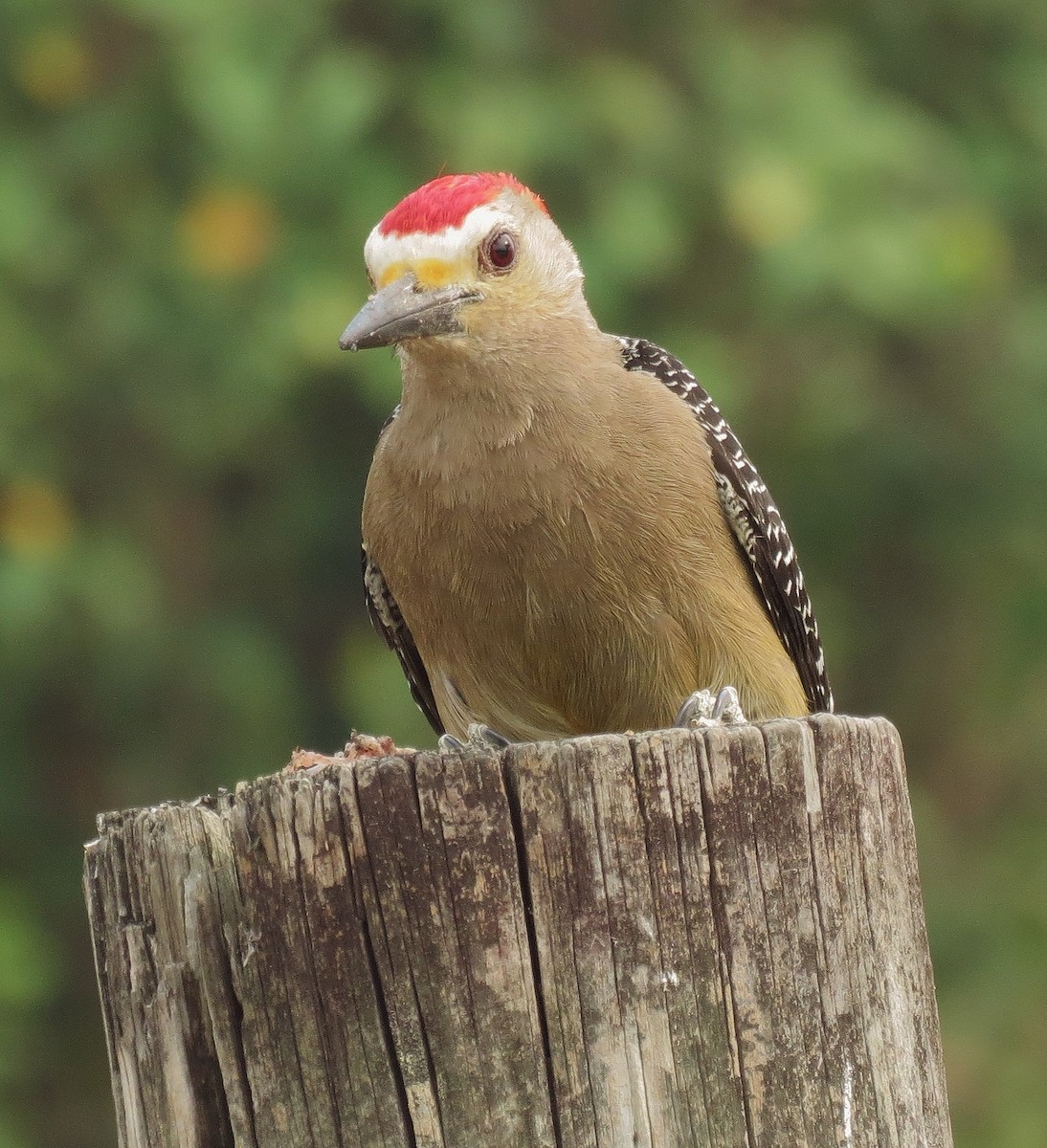 Golden-fronted Woodpecker - ML232739261