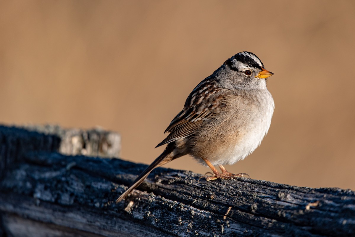 White-crowned Sparrow - Alex Bodden
