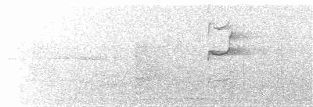 オーストラリアゴジュウカラ（leucocephala） - ML232742611