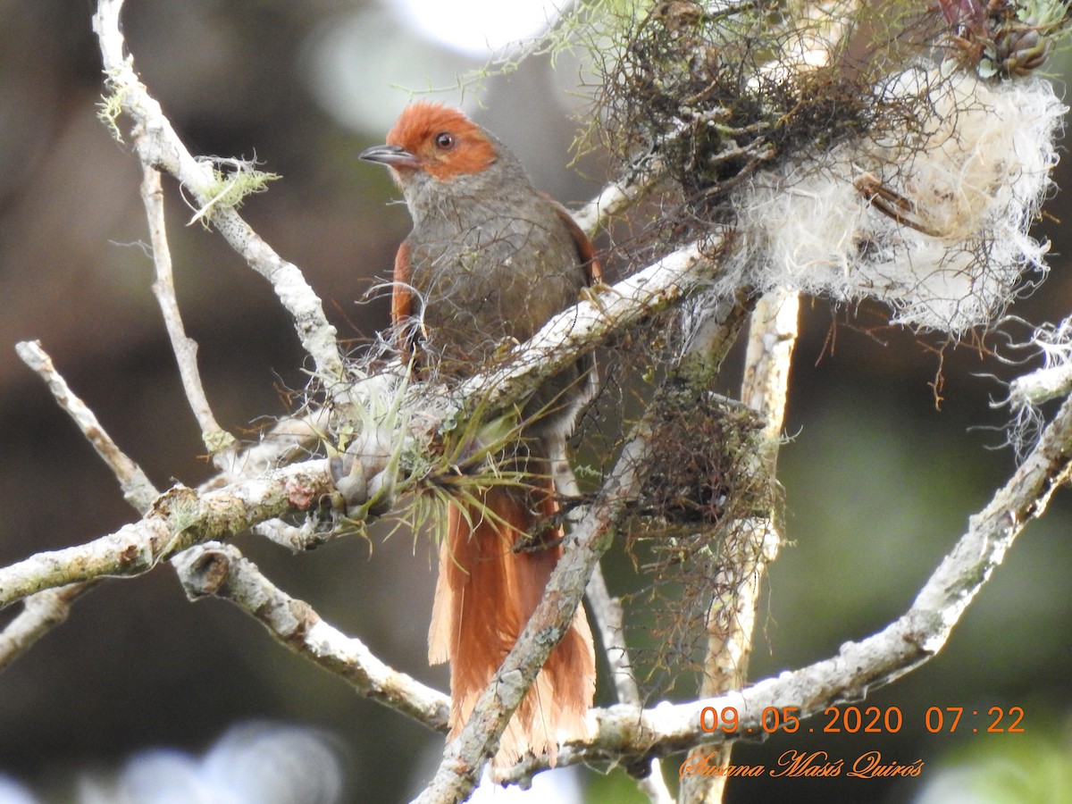 Red-faced Spinetail - ML232742901