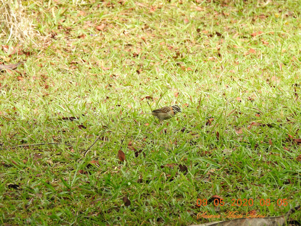Rufous-collared Sparrow - ML232744031