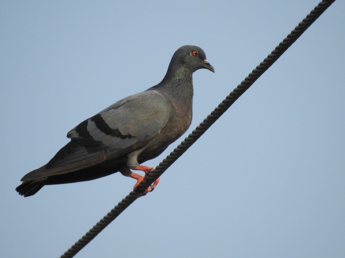 Rock Pigeon (Feral Pigeon) - Raju Kidoor