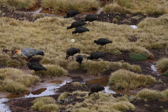 Bird foraging with Puna Ibises (<em class="SciName notranslate">Plegadis ridgwayi</em>). - Andean Ibis - 