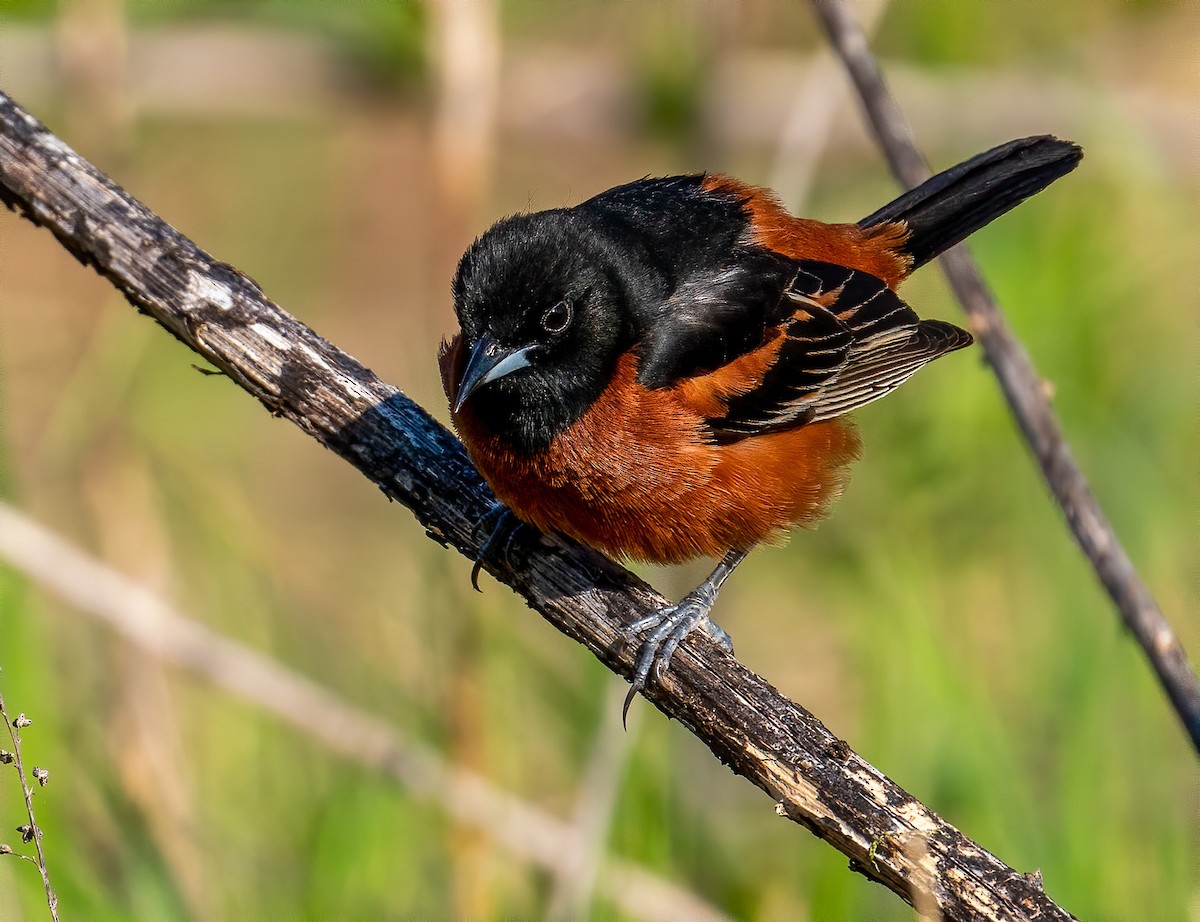 Orchard Oriole - ML232747501