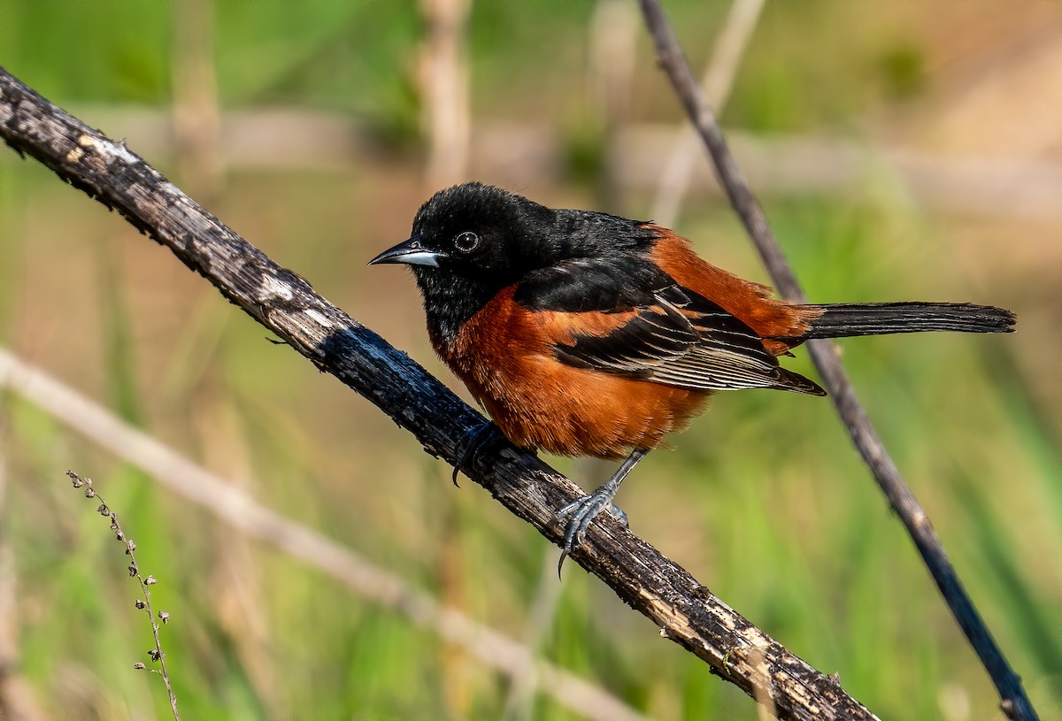 Orchard Oriole - ML232747531