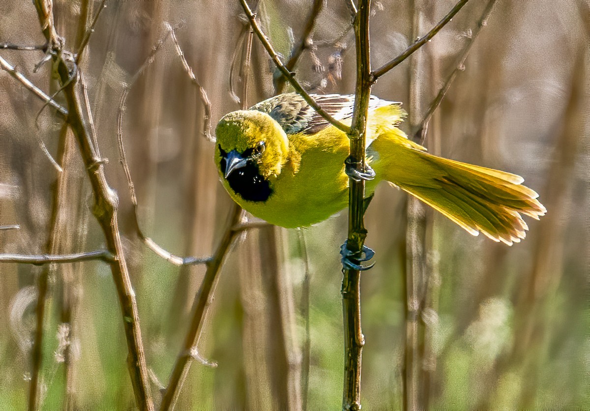 Orchard Oriole - ML232747541