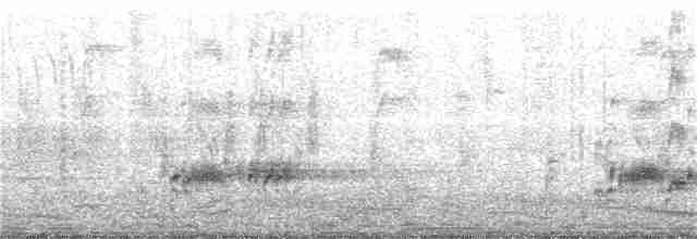 Western Grebe - ML232751311