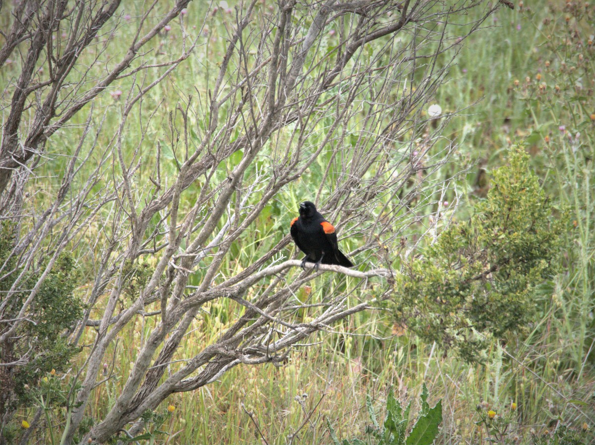 Red-winged Blackbird - Daniel Richards