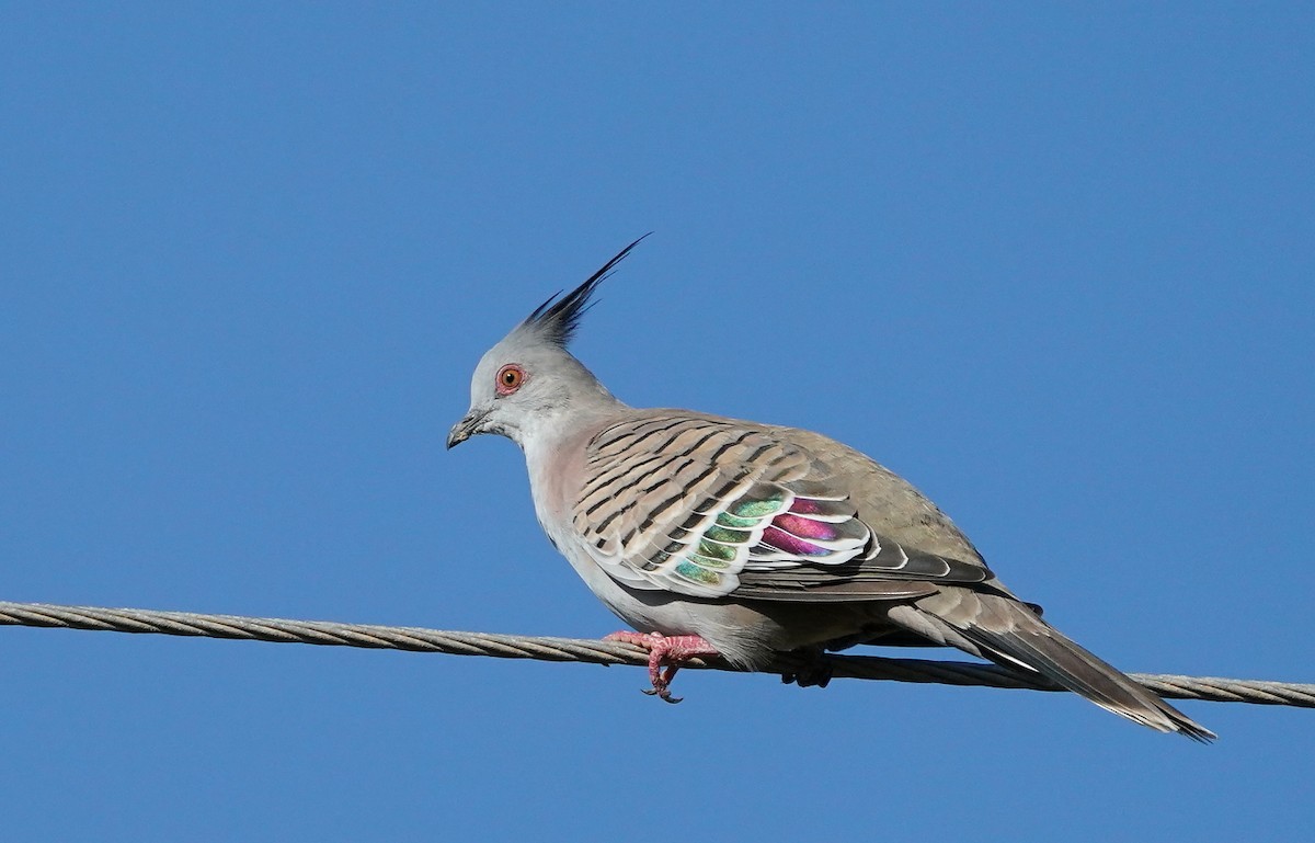 Crested Pigeon - ML232754091