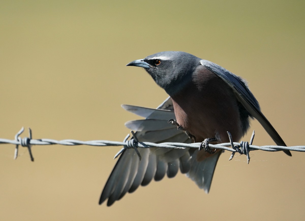 White-browed Woodswallow - ML232754501
