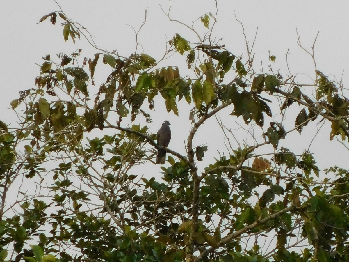 Band-tailed Pigeon - ML232758051