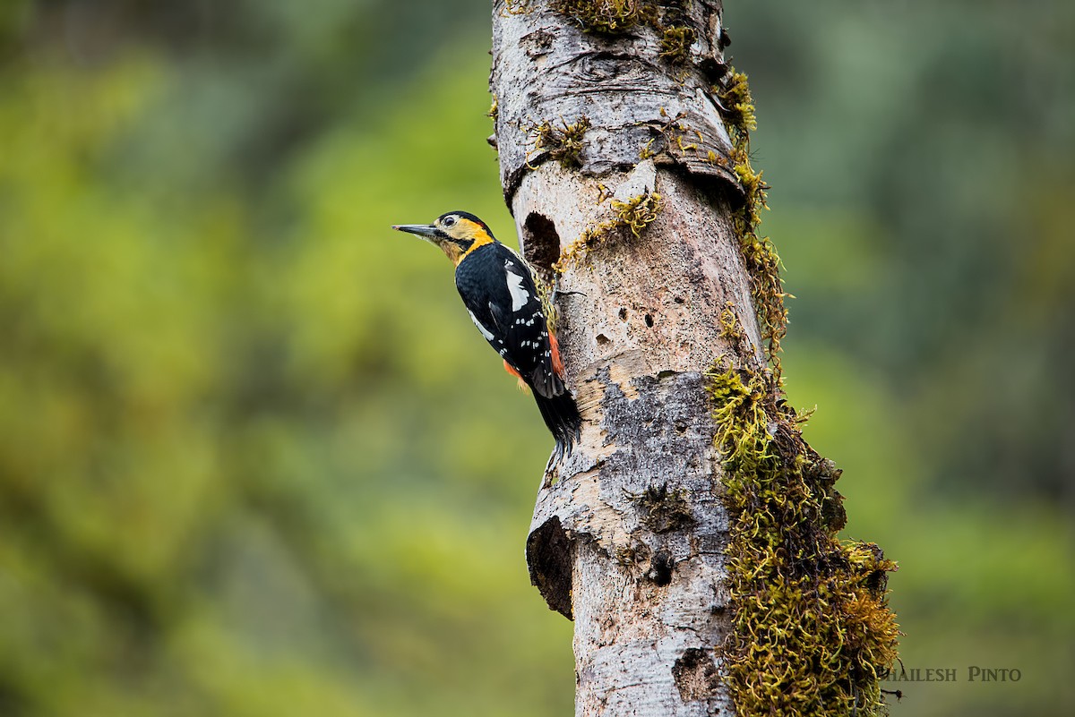 Darjeeling Woodpecker - ML23276011