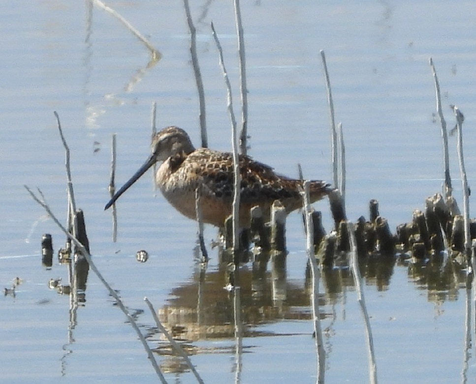 Long-billed Dowitcher - ML232762981