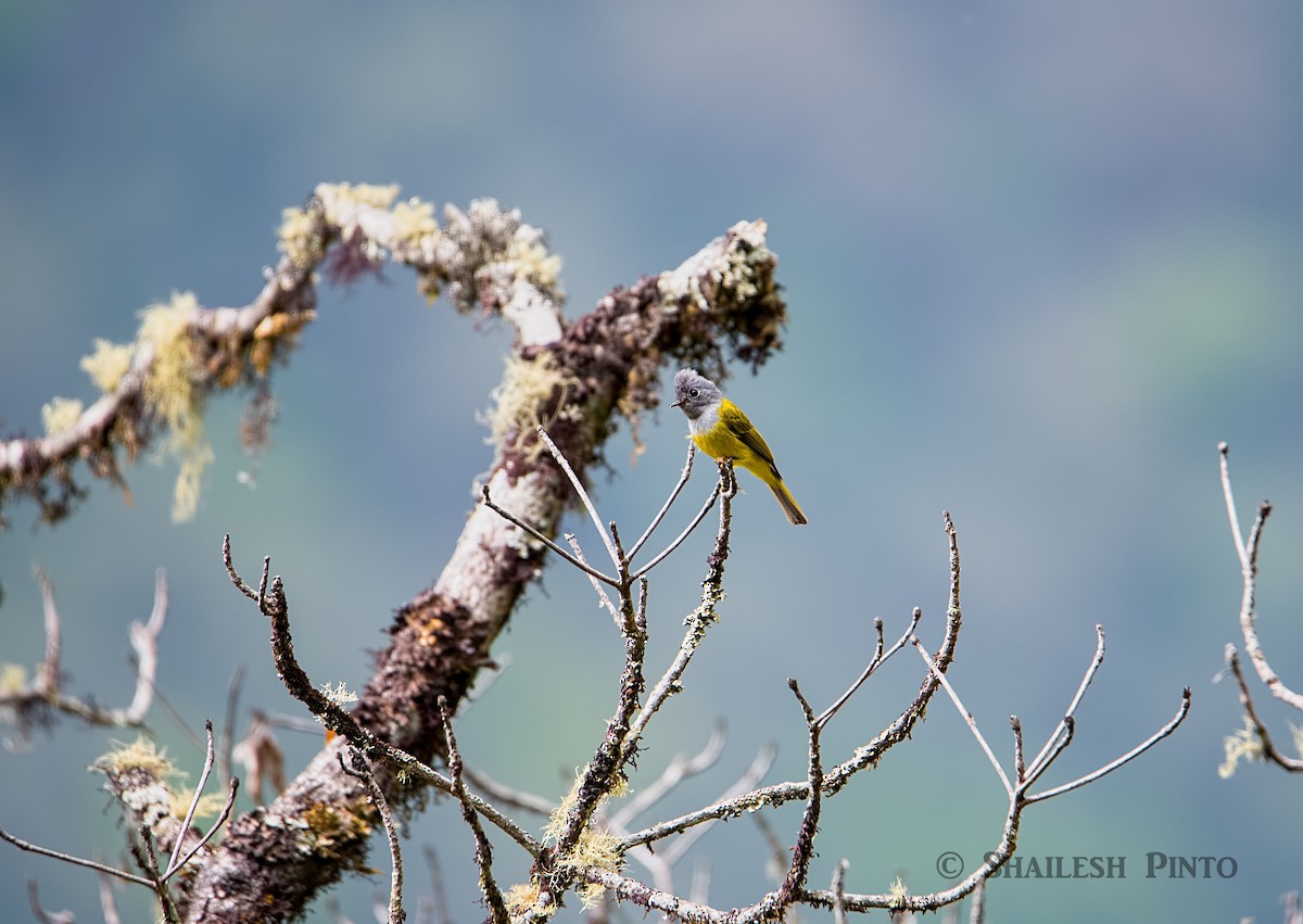 Gray-headed Canary-Flycatcher - Shailesh Pinto