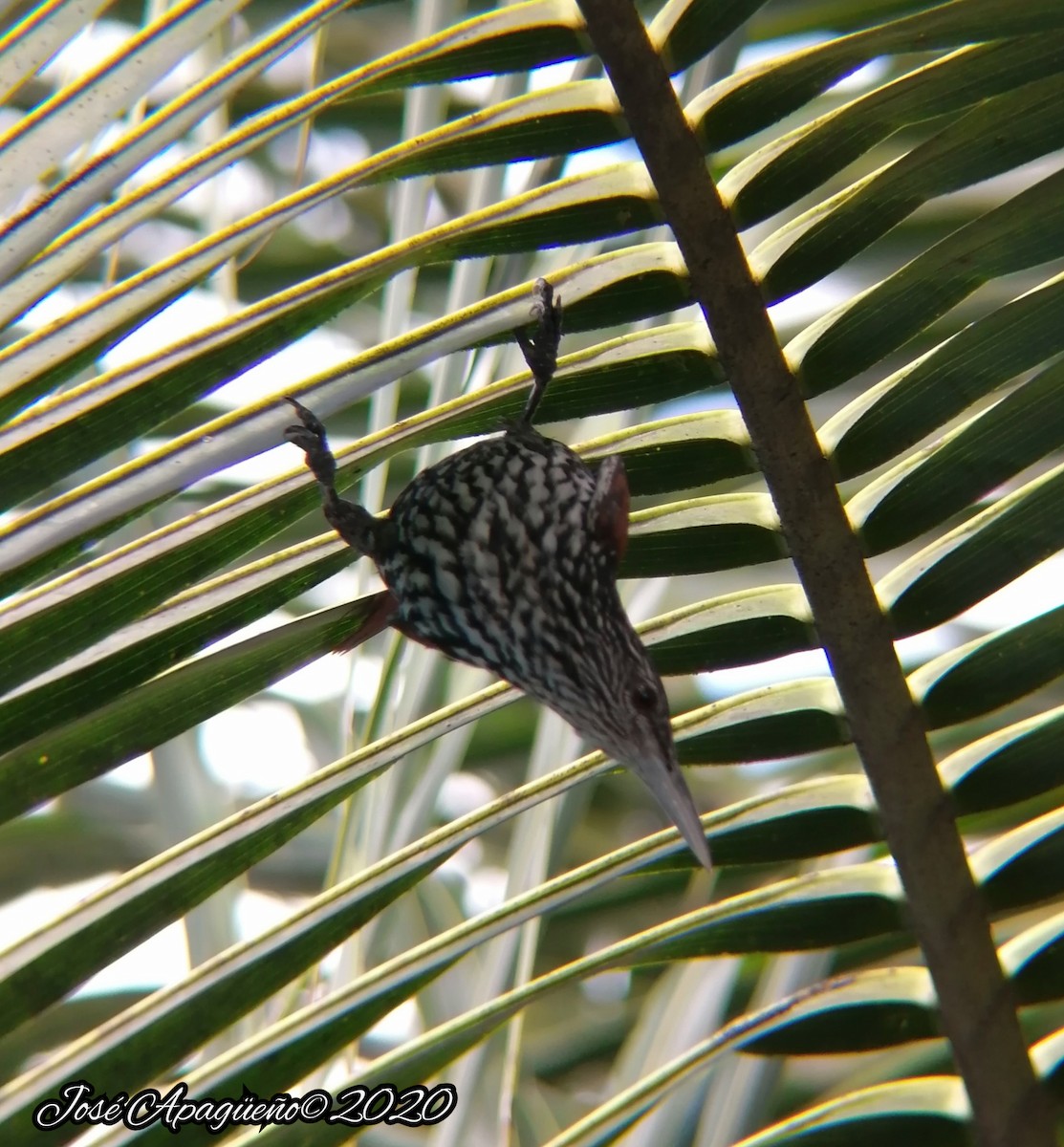 Point-tailed Palmcreeper - ML232767121
