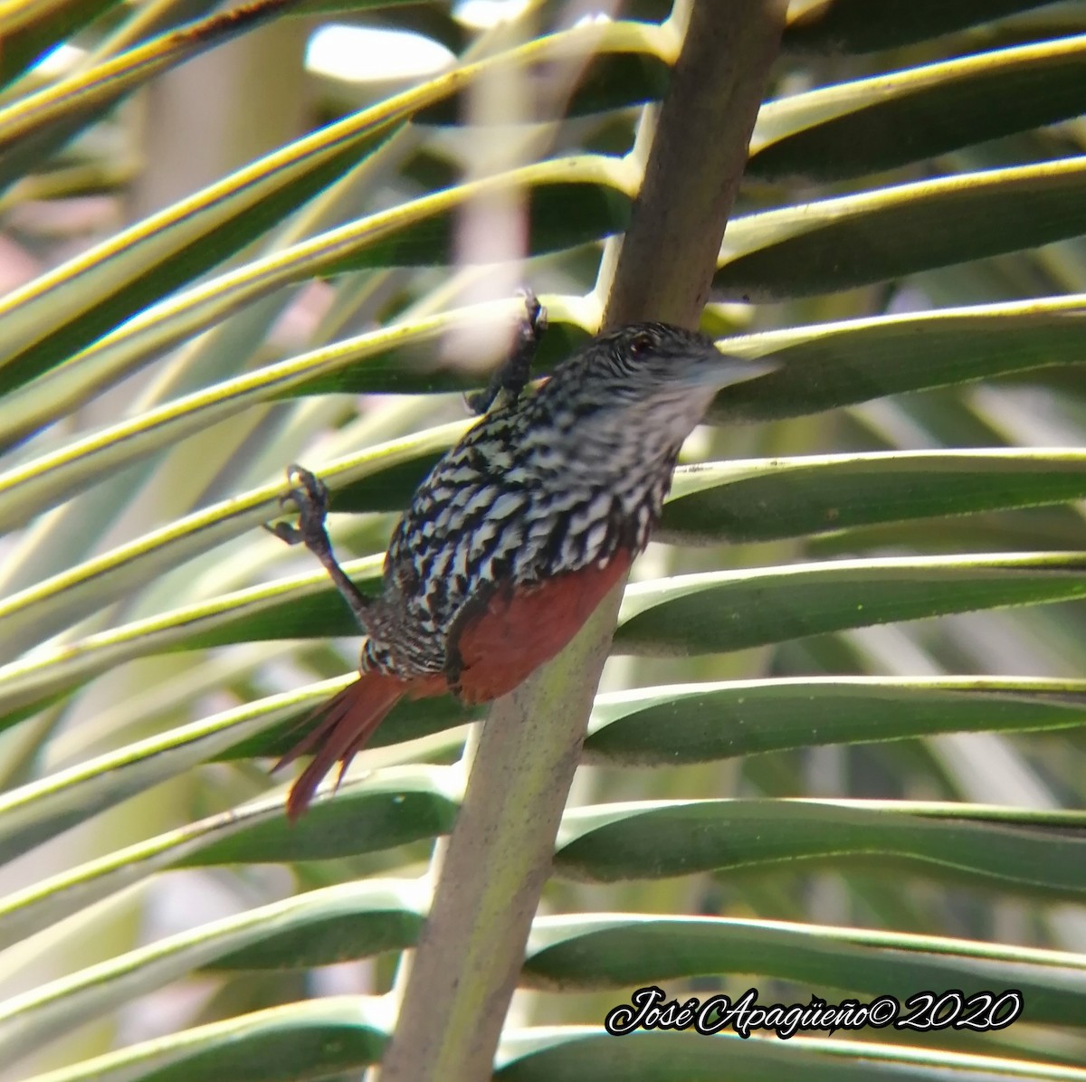 Point-tailed Palmcreeper - ML232767201