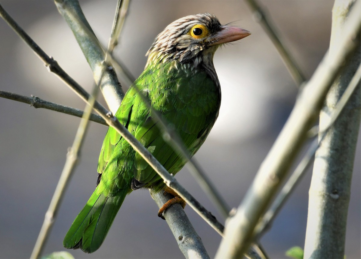 Lineated Barbet - ML232771491