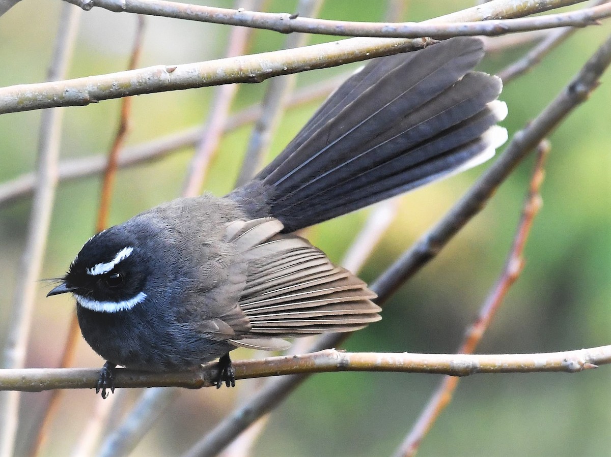 White-throated Fantail - ML232772361