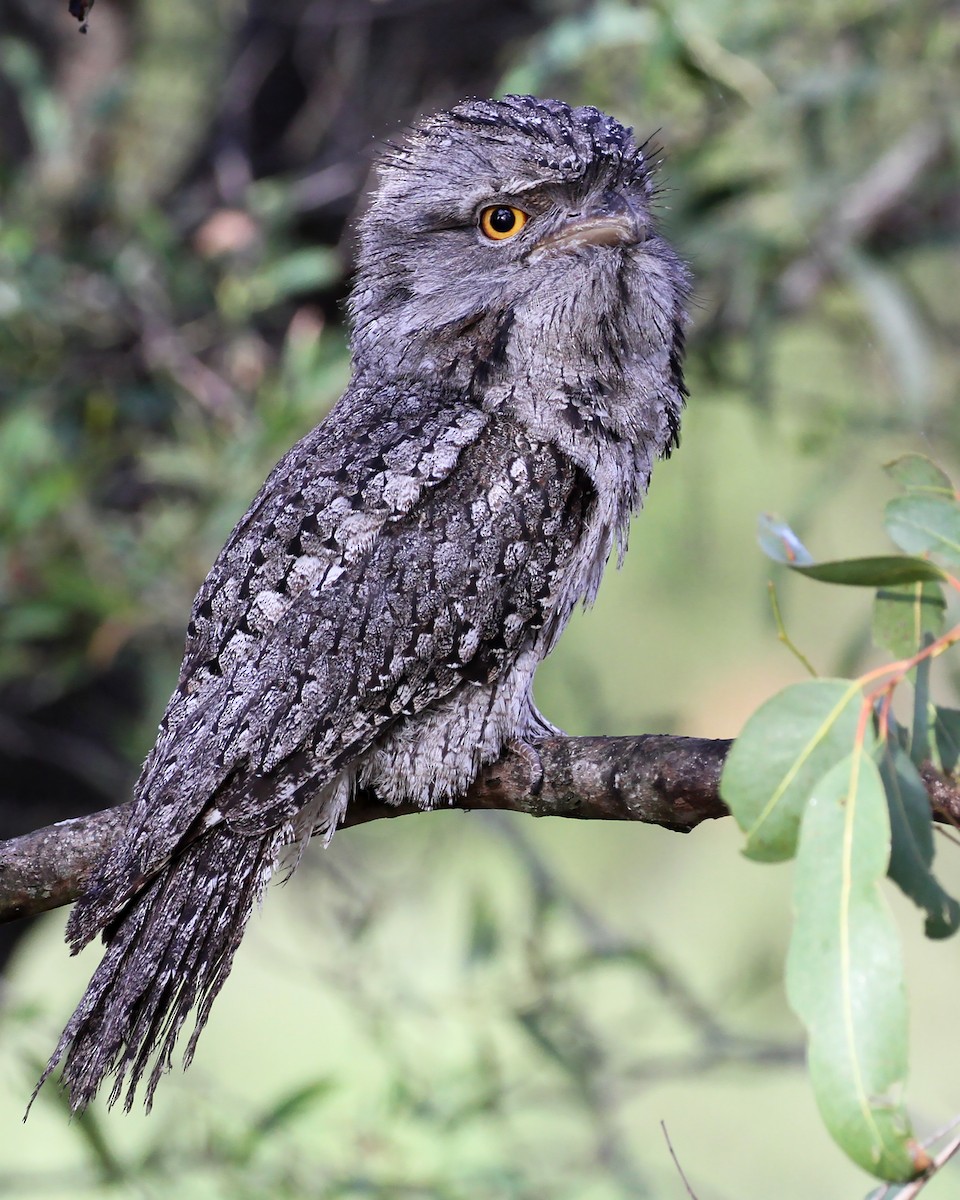 Tawny Frogmouth - Chris Murray