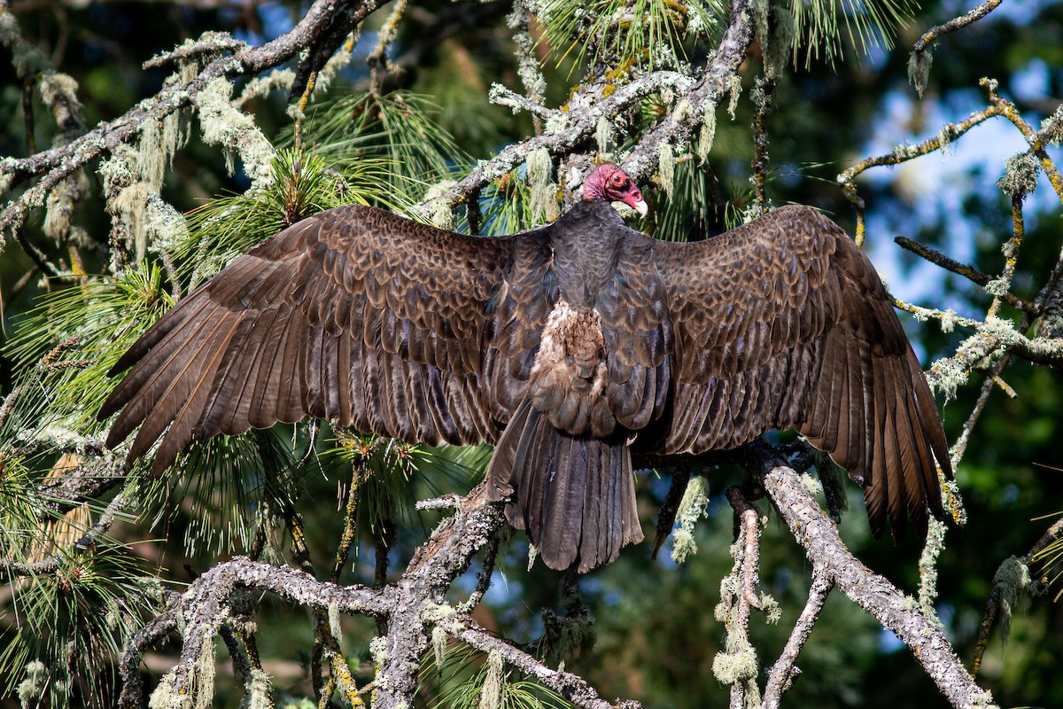 Turkey Vulture - John C Sullivan